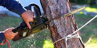 Reliable Dayton, NV  Tree Services Solutions