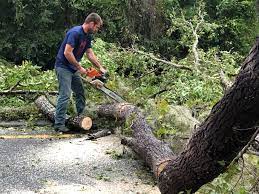 Why Choose Our Tree Removal Services in Dayton, NV?