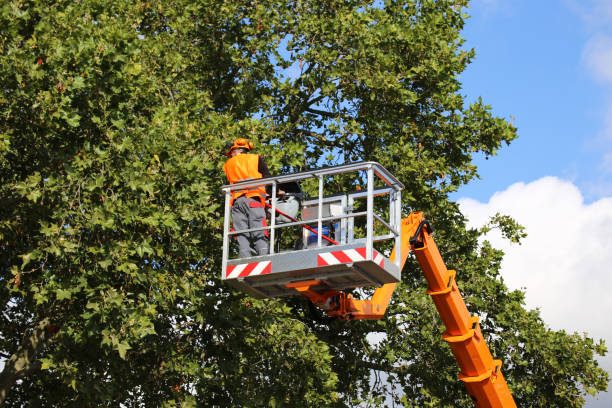 Best Storm Damage Tree Cleanup  in Dayton, NV