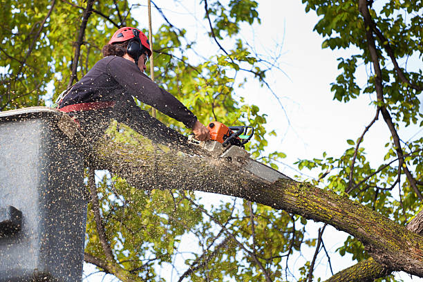 Best Emergency Tree Removal  in Dayton, NV